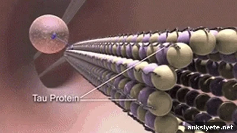 This is a drawing of the Tau protein