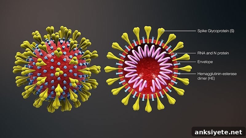 Labeled diagram illustrating COVID-19
