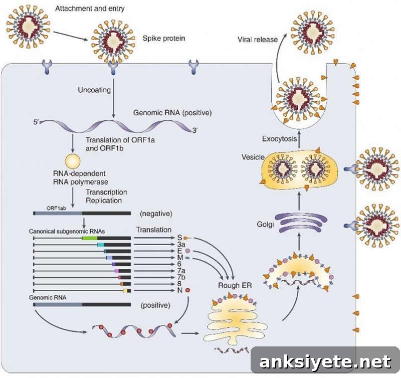 This shows the lifecycle of sars-cov-2