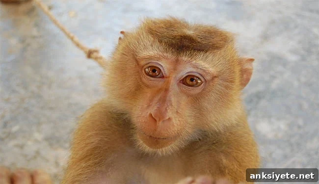 A macaque monkey is pictured here