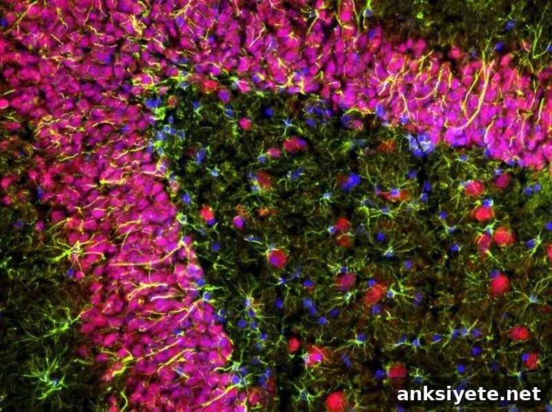 This shows hippocampal neurons