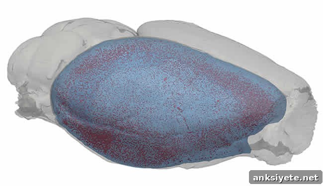 A mouse brain image with amyloid plaques highlighted is shown.