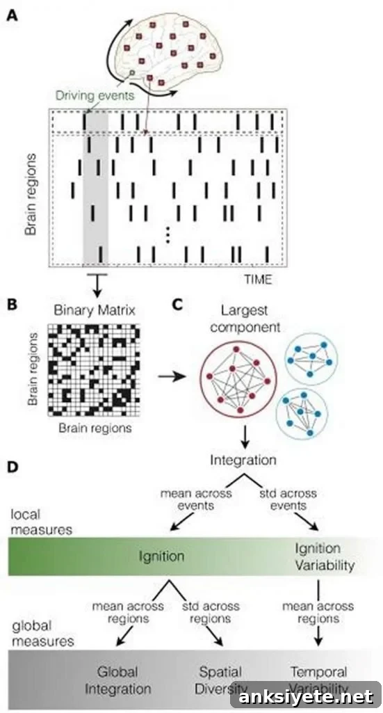 Diagram illustrating ignition-based measures of dynamical complexity in the brain