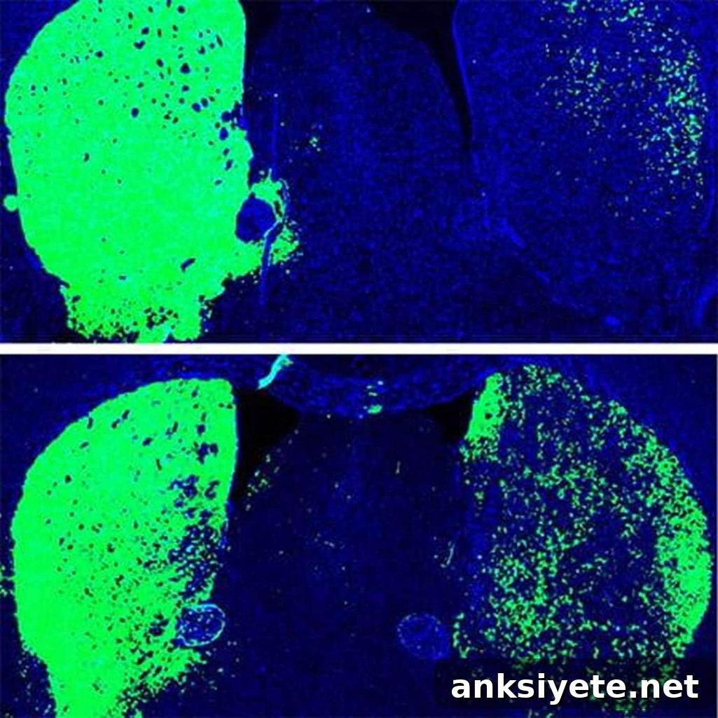 This shows dopamine neurons in the substantia nigra
