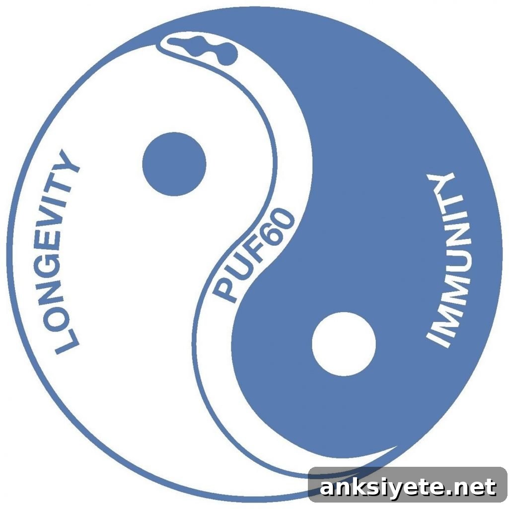 This is a ying yang drawing of immune system and aging