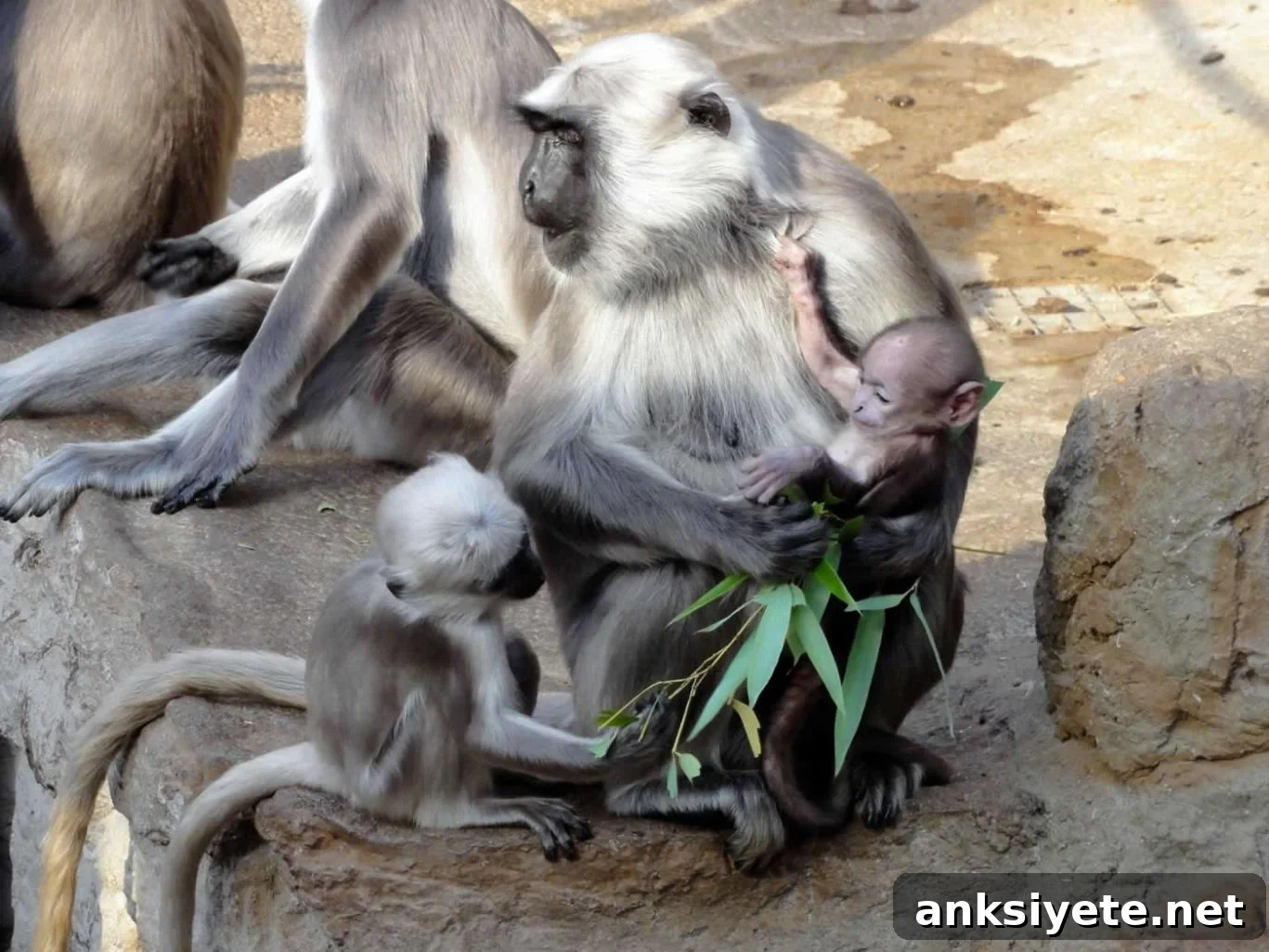 This shows some monkeys