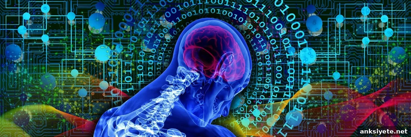 This shows a brain