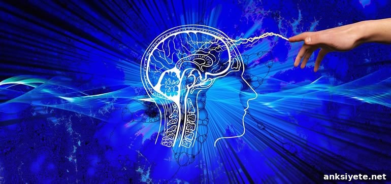 This shows a brain
