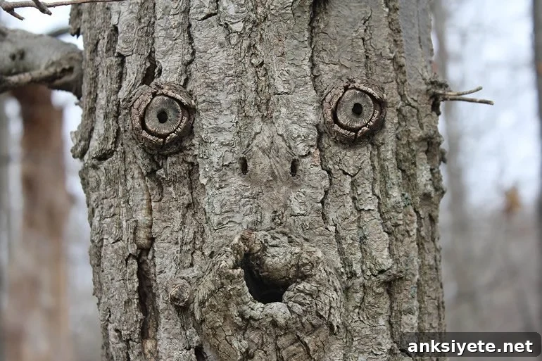 This shows a face on a tree