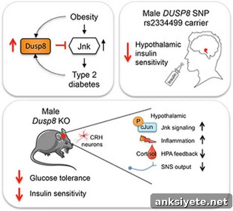This is a diagram from the study