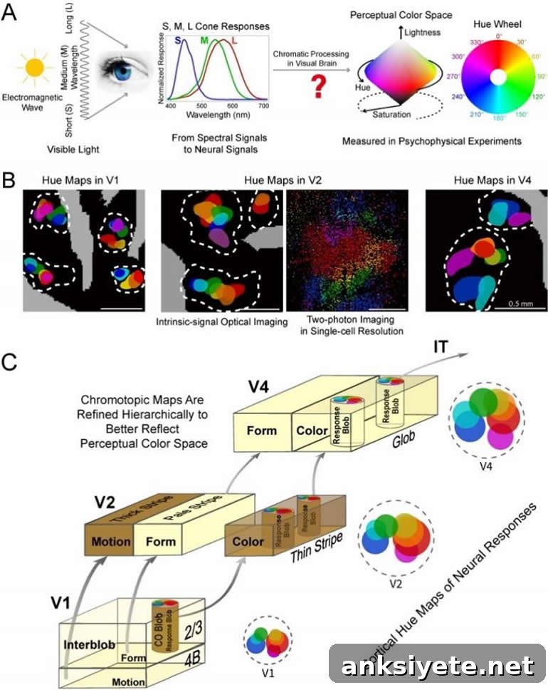 This is a graphical abstract