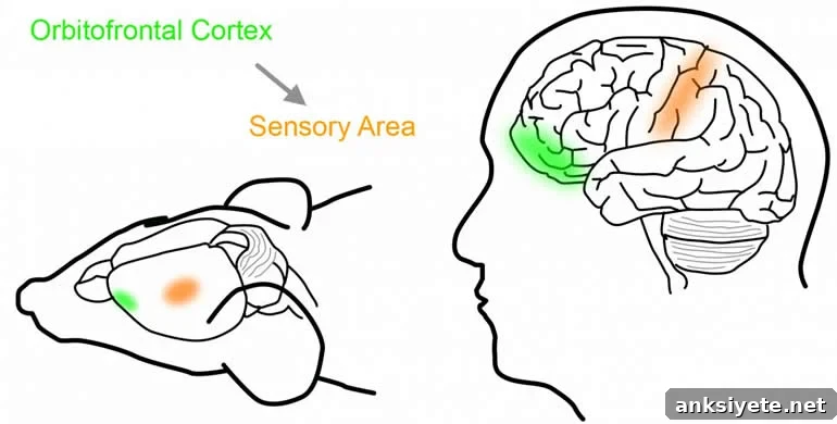 This shows the location of the orbitofrontal cortex
