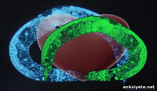 C elegans Connectome Love Two C elegans are shown touching tails while superimposed over a heart.
