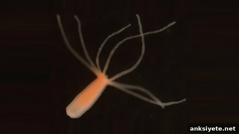 This shows a hydra