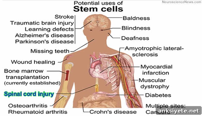 Image of a human with sites labeled that could benefit from potential uses of stem cells.