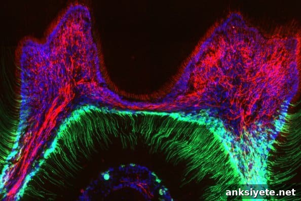 This shows the odontoblast containing the ion channel