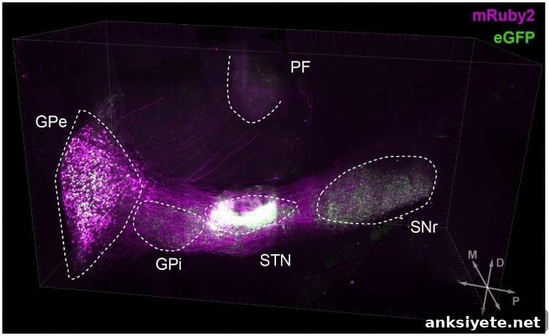 This shows one of the pathways the researchers identified