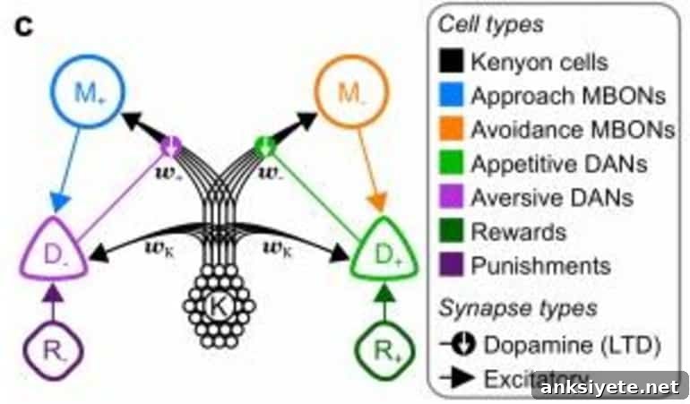 This is a schematic from the study