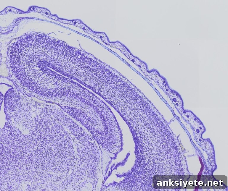 This shows a brain slice
