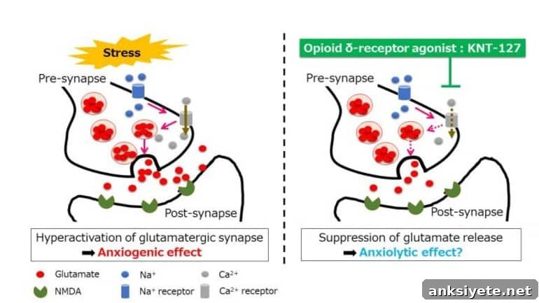 This is a diagram from the study