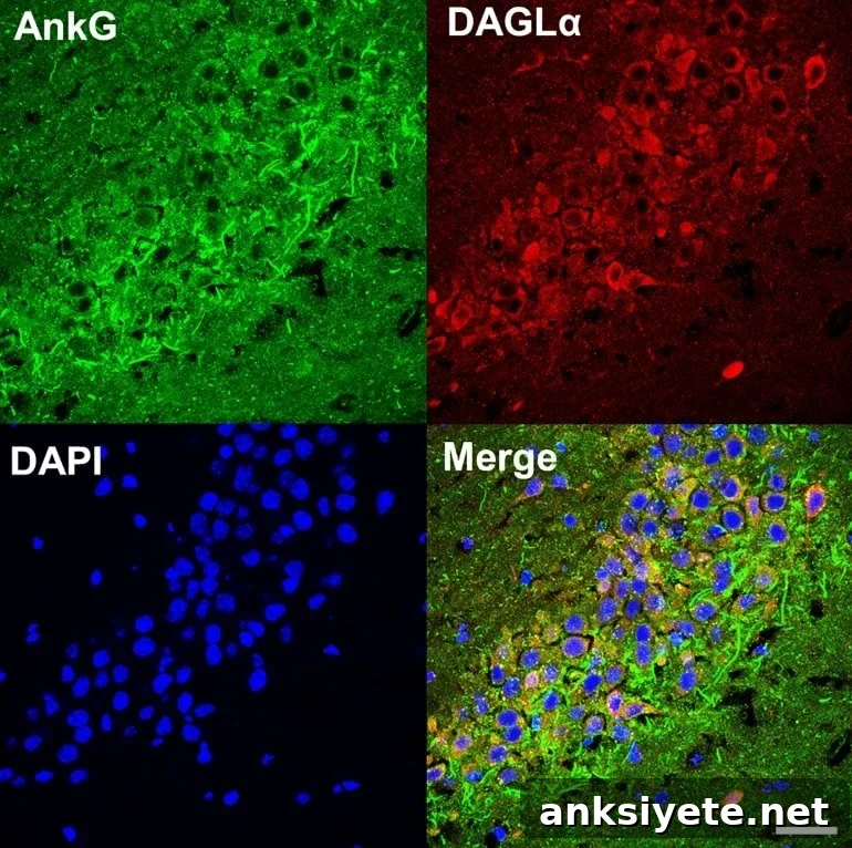 This shows hippocampal brain slices