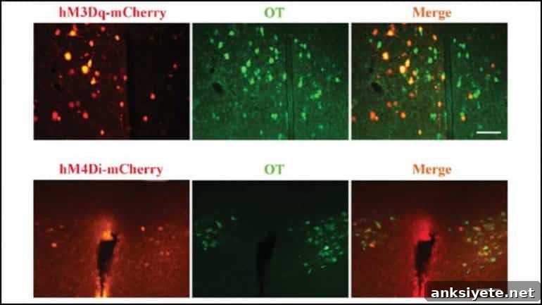 This shows oxytocin neurons in the hypothalamus