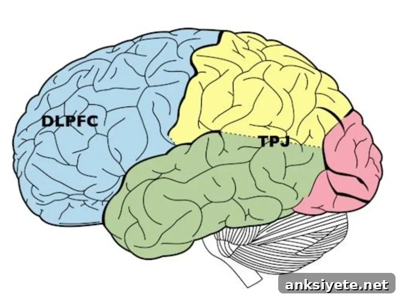 This shows the location of the tpj and dlpfc in the brain