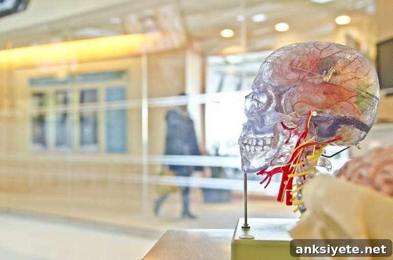 This shows a model of a brain