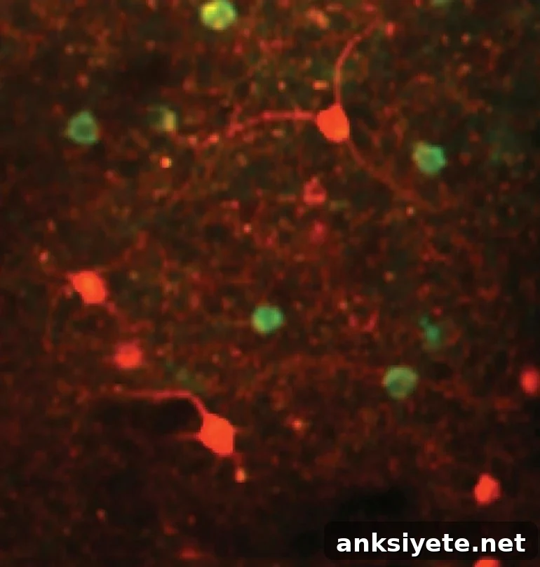 This shows interneurons in the visual cortex