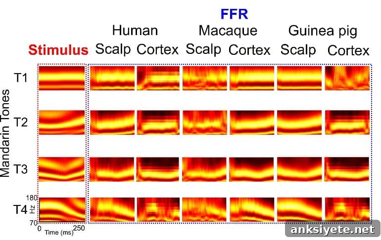 This is a readout of brain activity data from the study