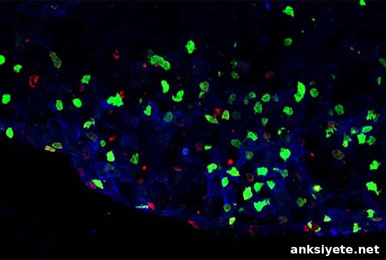 This shows the inflammatory lesions in a mouse spinal cord