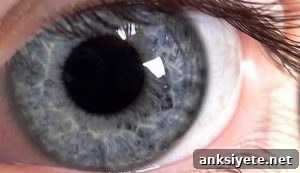 Eyeball An eyeball is shown.