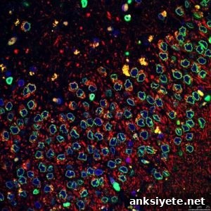 An image of stem cells is shown. Caption describes well.