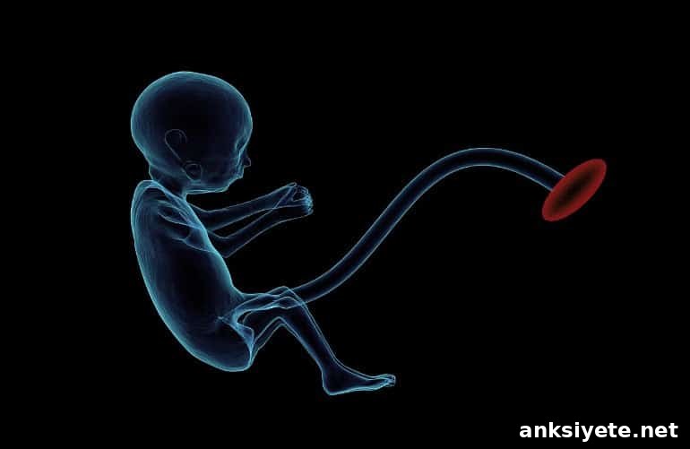 This shows a drawing of a baby and a placenta