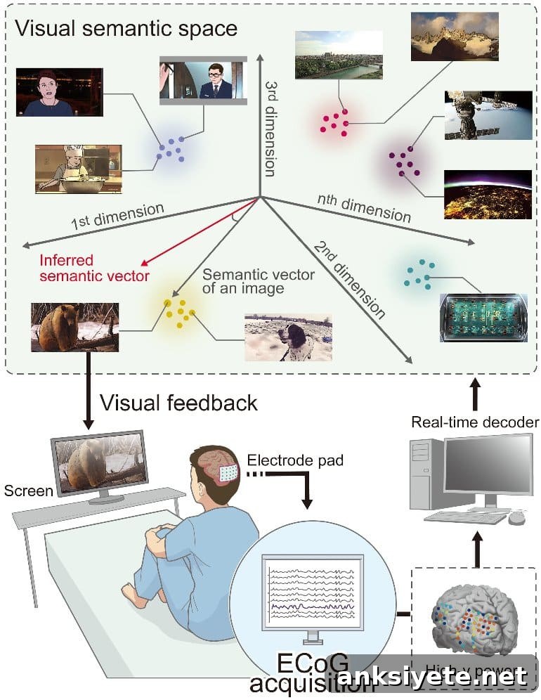 How Scientists Reconstruct Mental Images From Brain Activity 2 This shows a diagram from the study with a person sitting at a desk looking at a picture of a monkey and the output from the ECoG system