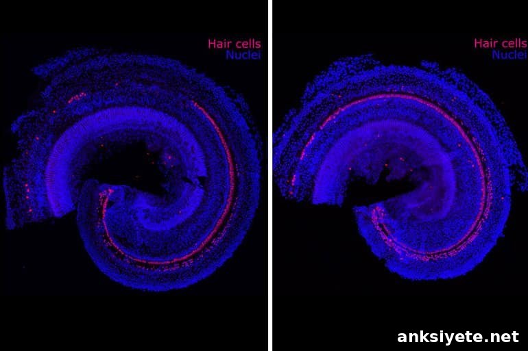 This shows hair cells and cellular regeneration within the ear