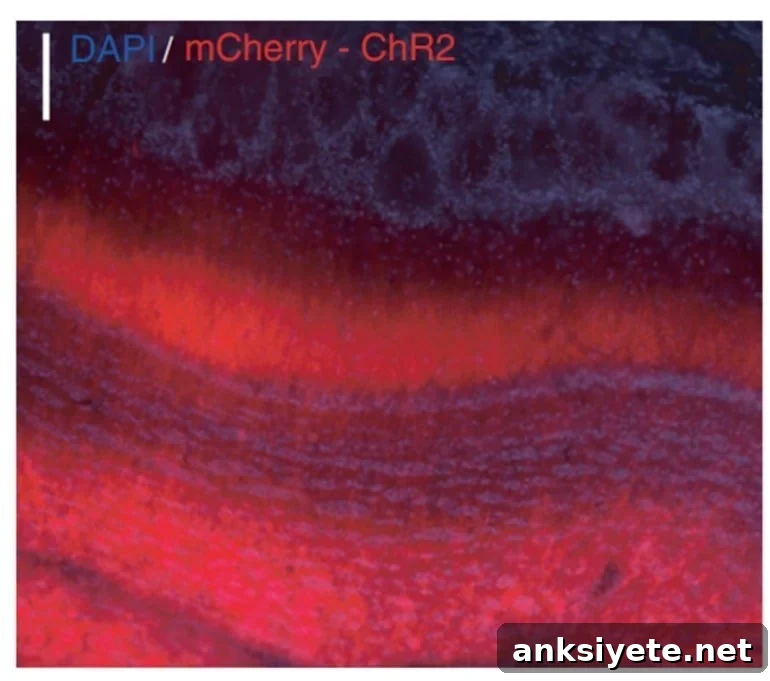 This shows neurons activated by optogenetics