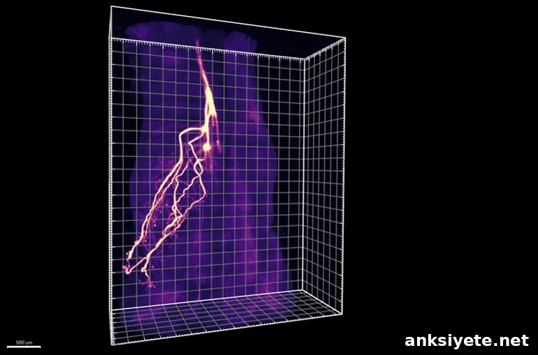 This shows sensory neurons