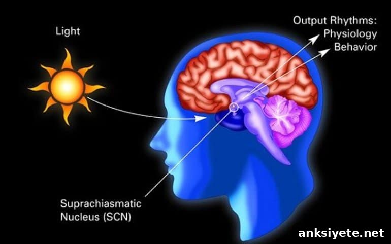 This is a diagram of how sunlight affects the SCN and helps control circadian rhythm