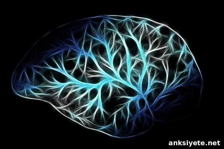 This shows a brain