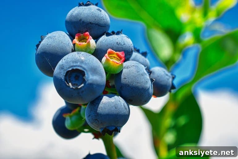 This shows blueberries on a bush