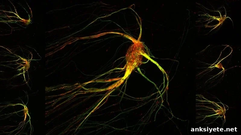 This shows neurons