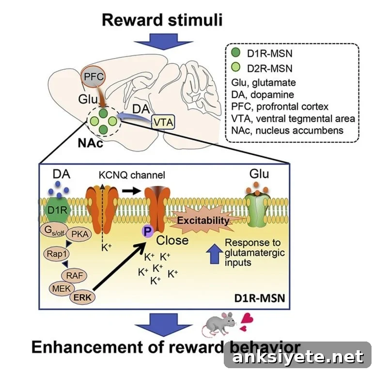 This shows a diagram from the study