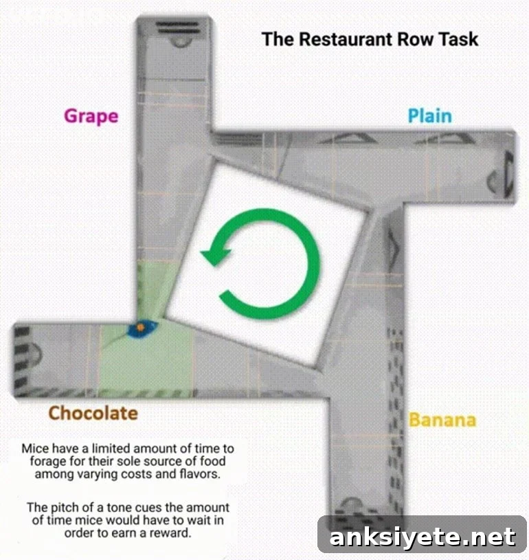 This shows the maze the researchers used