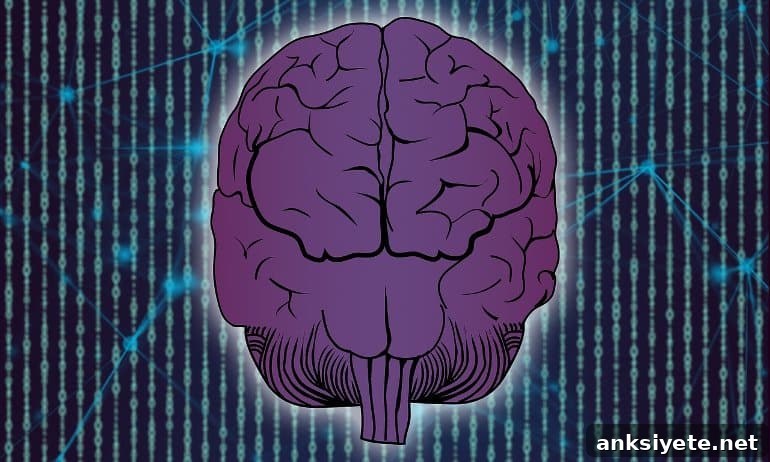 This shows a brain