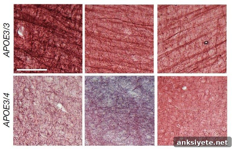 This shows tissue samples from the study