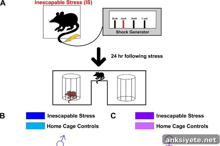 This shows a diagram from the study