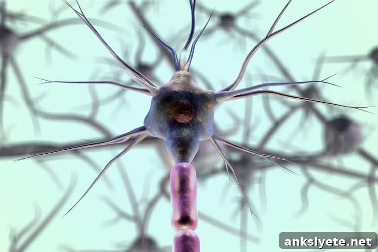 This shows a neuron