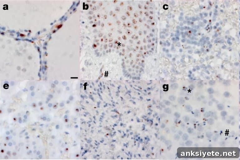 This shows tissue samples
