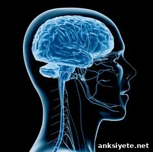 Computerized illustration of a brain in a human head, shown like an x-ray.
